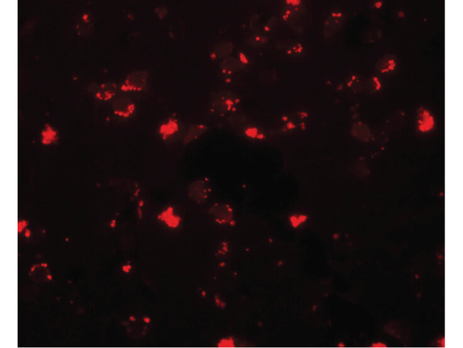 SH3RF2 Antibody in Immunocytochemistry (ICC/IF)