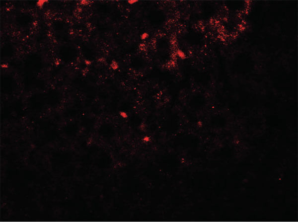 SHBG Antibody in Immunocytochemistry (ICC/IF)