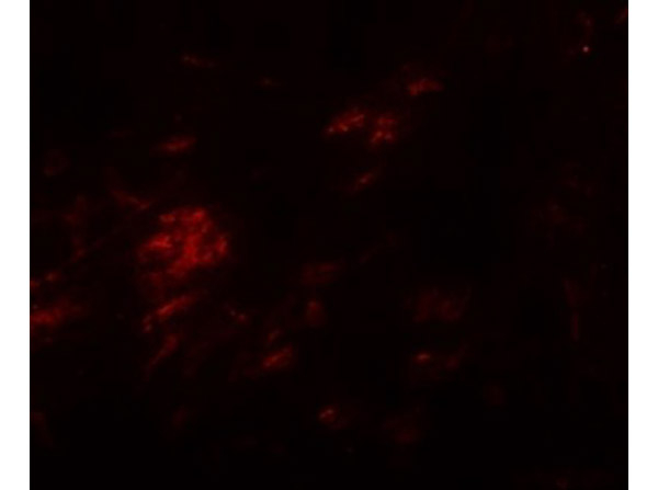 SHISA9 Antibody in Immunocytochemistry (ICC/IF)