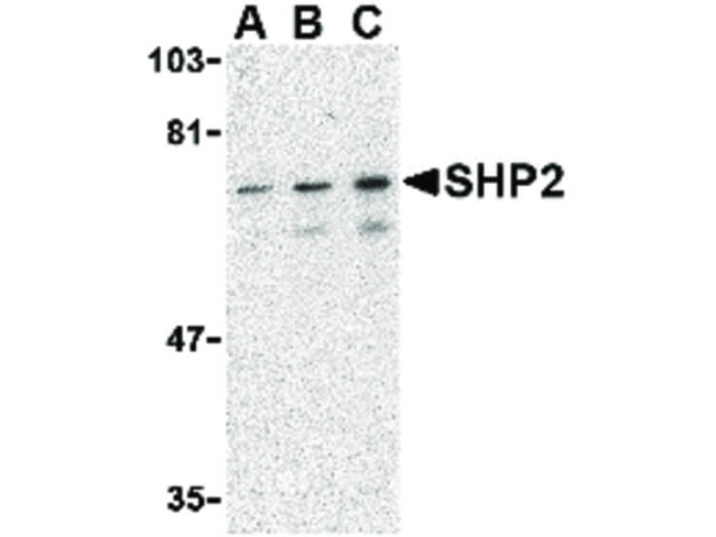 SHP2 Antibody in Western Blot (WB)
