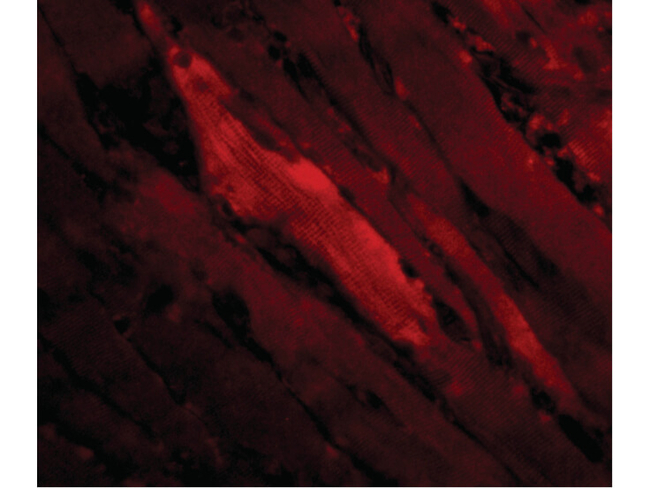 SHP2 Antibody in Immunocytochemistry (ICC/IF)