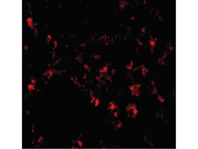 Siglec11 Antibody in Immunocytochemistry (ICC/IF)