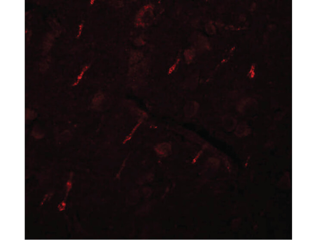 SIPA1L2 Antibody in Immunocytochemistry (ICC/IF)