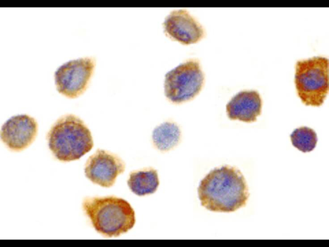 SIRP alpha Antibody in Immunocytochemistry (ICC/IF)