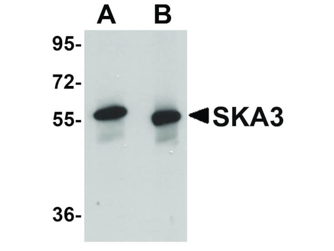 SKA3 Antibody in Western Blot (WB)