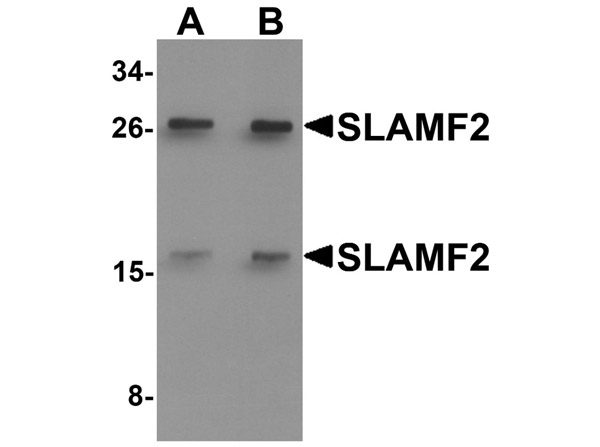 SLAMF2 Antibody in Western Blot (WB)