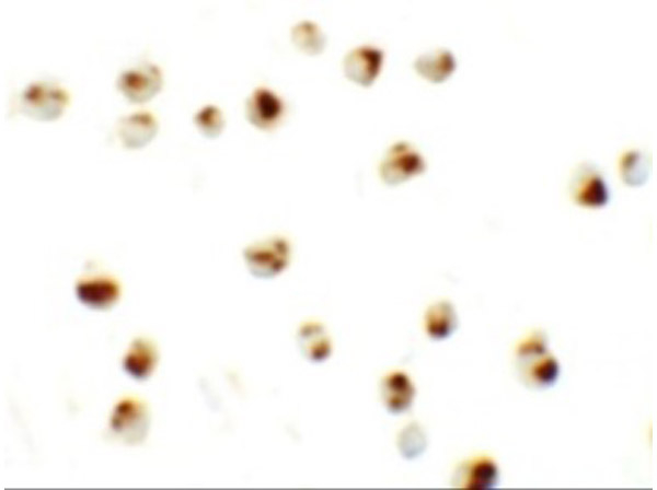 SLAMF3 Antibody in Immunocytochemistry (ICC/IF)