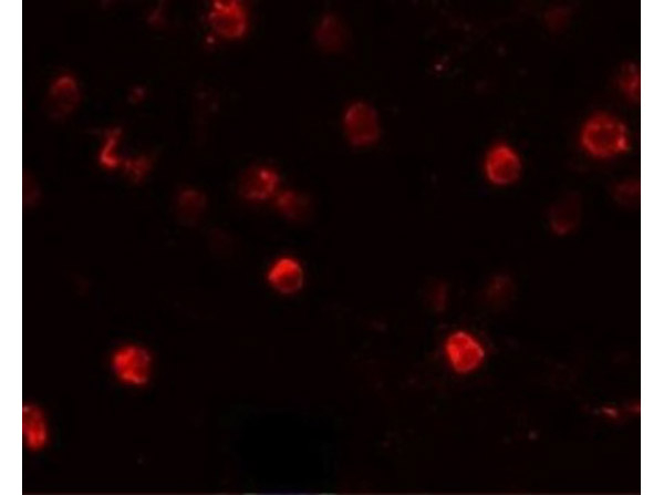 SLAMF4 Antibody in Immunocytochemistry (ICC/IF)