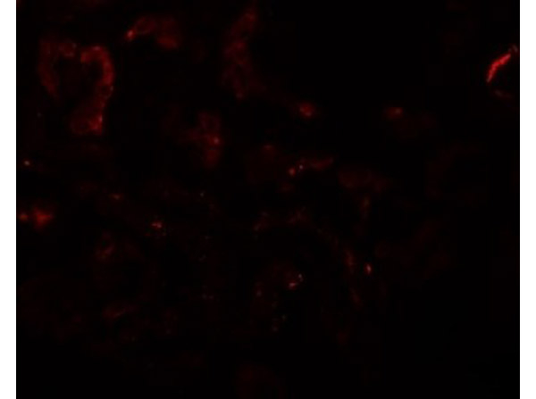 SLAMF9 Antibody in Immunocytochemistry (ICC/IF)