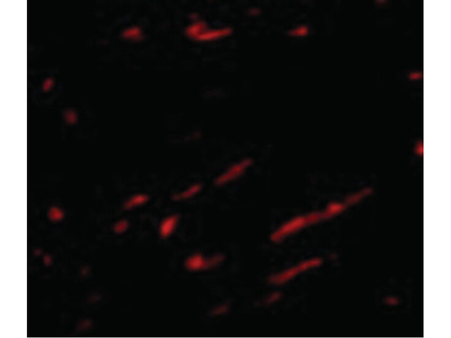 Slc22A17 Antibody in Immunocytochemistry (ICC/IF)
