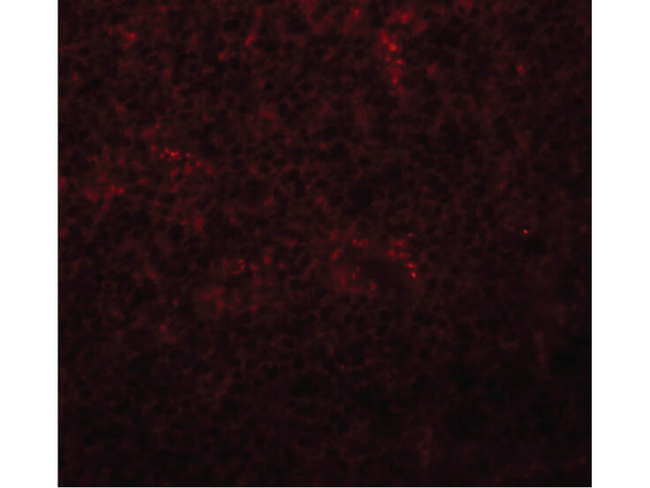 Slc37A2 Antibody in Immunocytochemistry (ICC/IF)