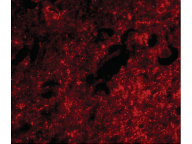 Slitrk1 Antibody in Immunocytochemistry (ICC/IF)