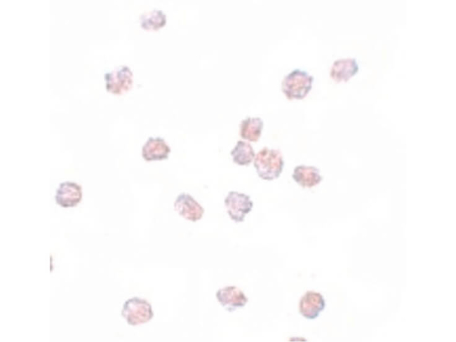 SOX2 Antibody in Immunocytochemistry (ICC/IF)