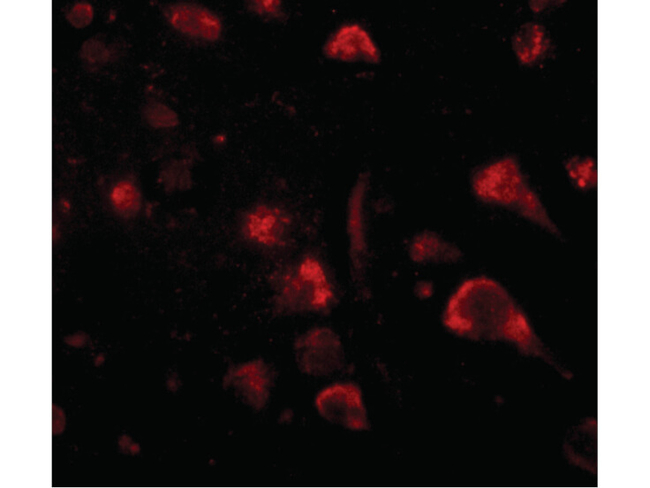 Spred3 Antibody in Immunocytochemistry (ICC/IF)