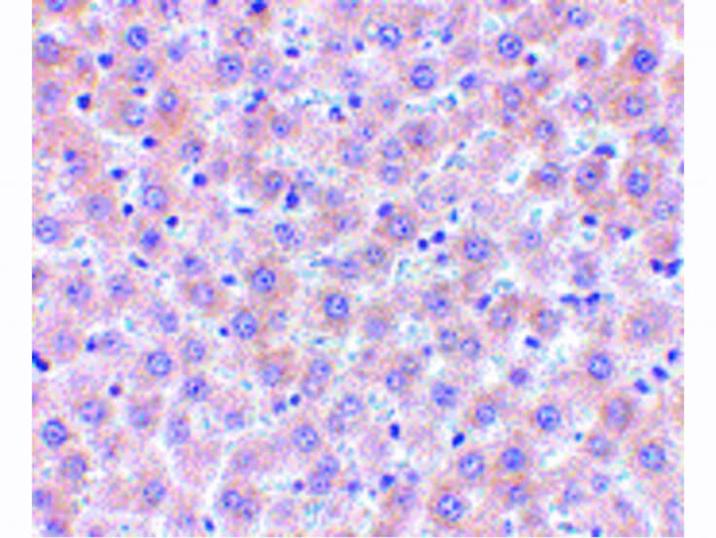 sRANK Ligand Antibody in Immunohistochemistry (Paraffin) (IHC (P))