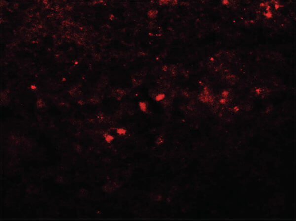 SREBF1 Antibody in Immunocytochemistry (ICC/IF)