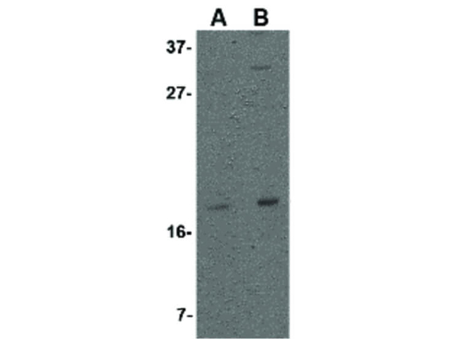 Stella Antibody in Western Blot (WB)
