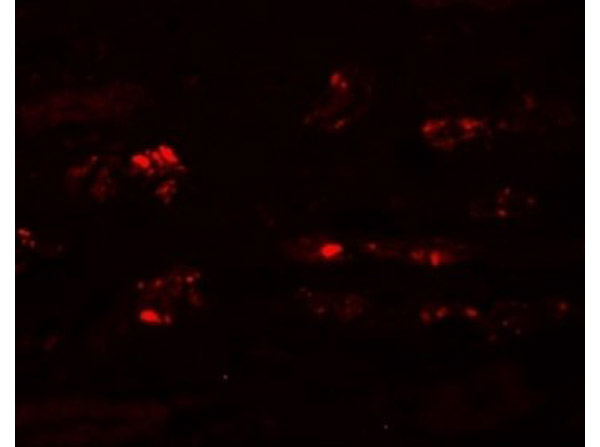STOX2 Antibody in Immunocytochemistry (ICC/IF)