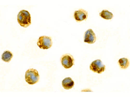Survivin Antibody in Immunocytochemistry (ICC/IF)