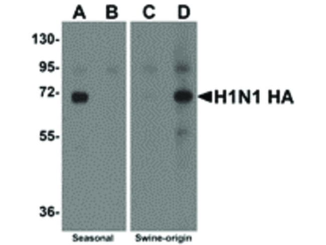 Swine H1N1 Hemagglutinin Antibody in Western Blot (WB)