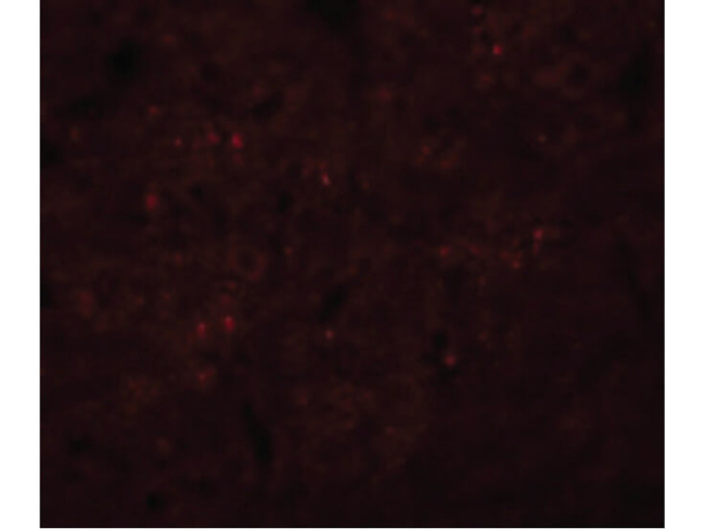 SYNGR3 Antibody in Immunocytochemistry (ICC/IF)
