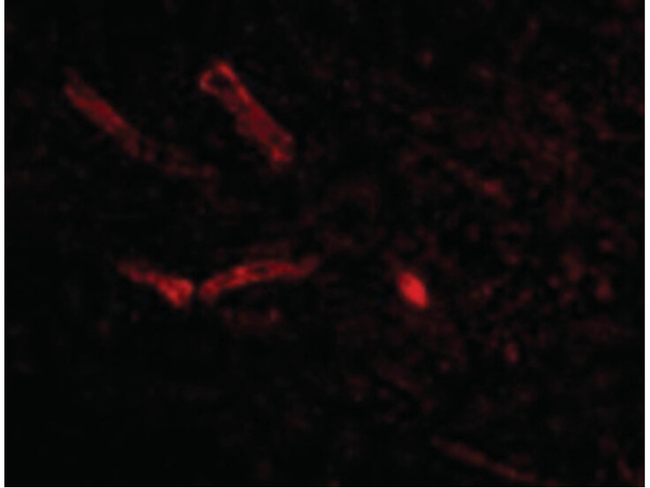 Syntaphilin Antibody in Immunocytochemistry (ICC/IF)