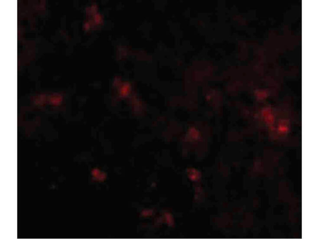 SYPL2 Antibody in Immunocytochemistry (ICC/IF)