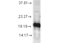 SOD1 Antibody in Western Blot (WB)