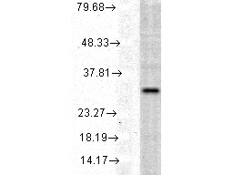 HO-1 Antibody in Western Blot (WB)