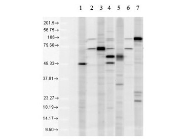 KDEL Antibody in Western Blot (WB)