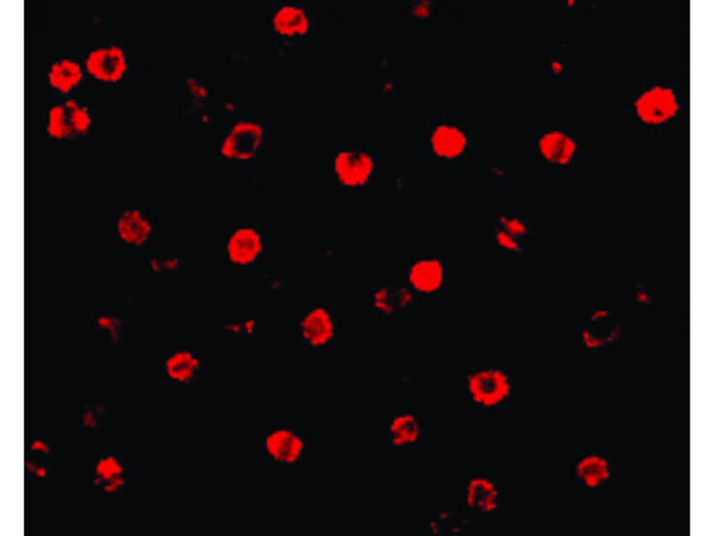 T-cadherin Antibody in Immunocytochemistry (ICC/IF)