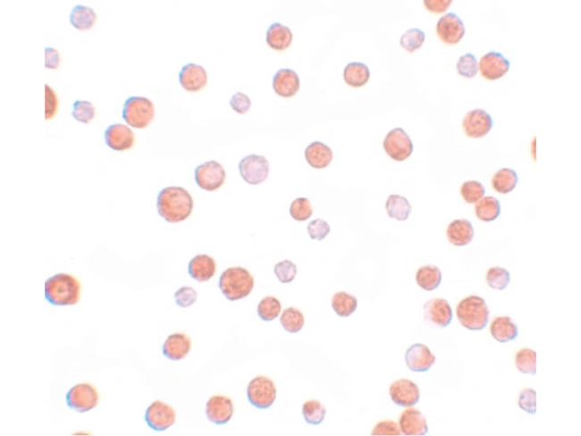 TCF12 Antibody in Immunocytochemistry (ICC/IF)