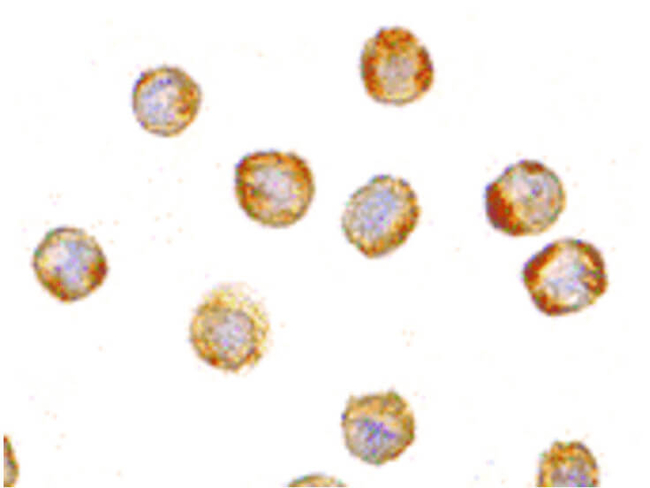 TDP43 Antibody in Immunocytochemistry (ICC/IF)