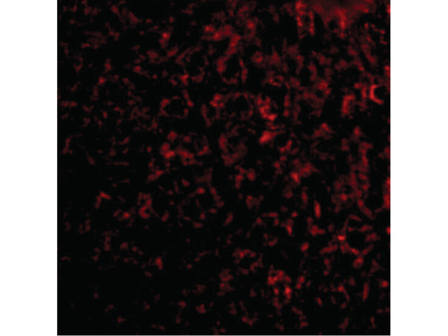 TEM7 Antibody in Immunocytochemistry (ICC/IF)