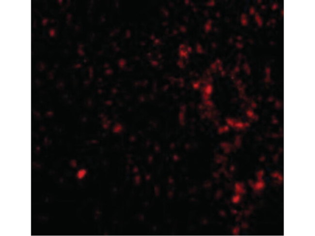 TEM7 Antibody in Immunocytochemistry (ICC/IF)