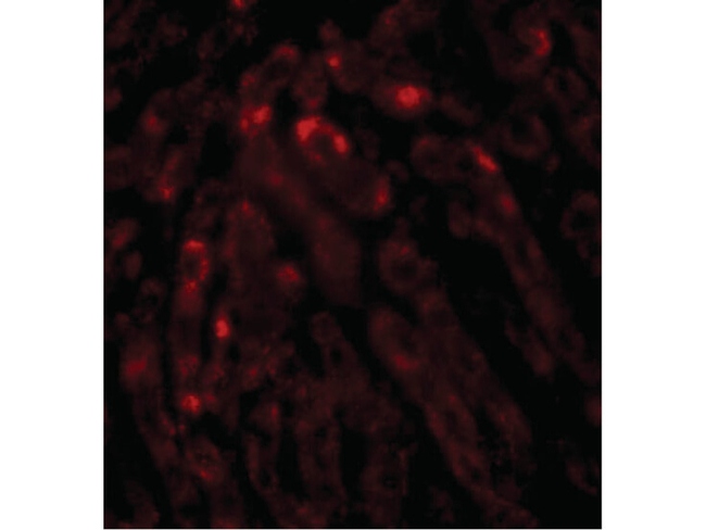 THEM2 Antibody in Immunocytochemistry (ICC/IF)