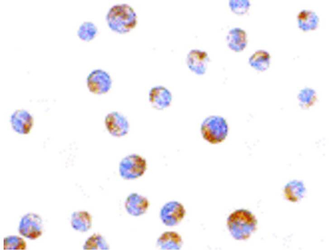 TIM-4 Antibody in Immunocytochemistry (ICC/IF)
