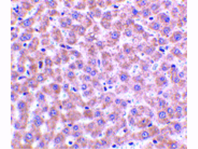 TIP47 Antibody in Immunohistochemistry (Paraffin) (IHC (P))