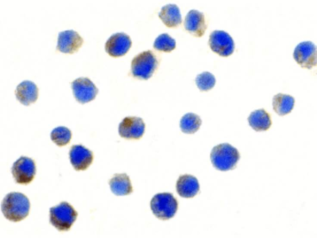 TLR6 Antibody in Immunocytochemistry (ICC/IF)