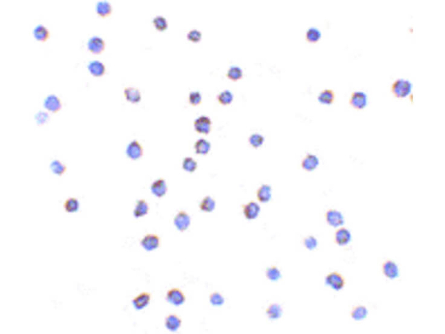 TLR6 Antibody in Immunocytochemistry (ICC/IF)