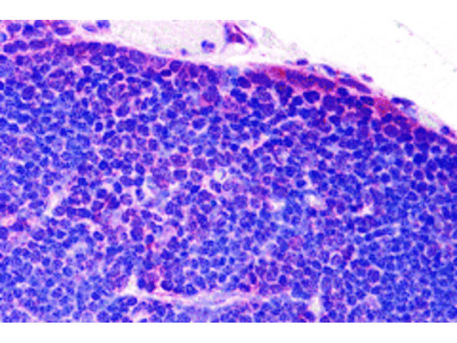 TLR8 Antibody in Immunohistochemistry (Paraffin) (IHC (P))