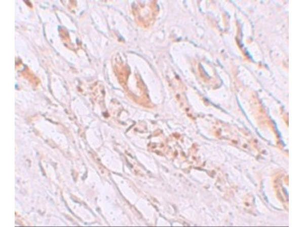 TMEM59 Antibody in Immunohistochemistry (Paraffin) (IHC (P))