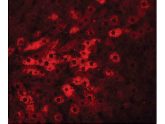 TMEM70 Antibody in Immunocytochemistry (ICC/IF)
