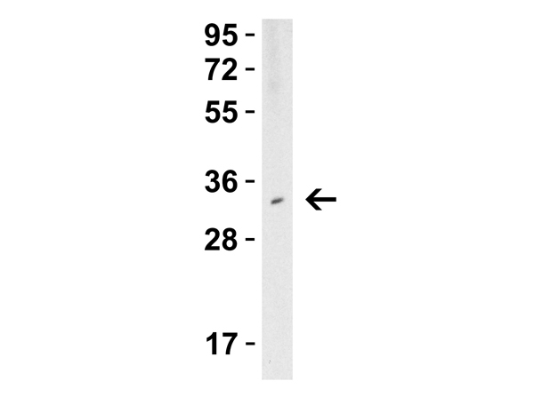 TMIGD2 Antibody in Western Blot (WB)