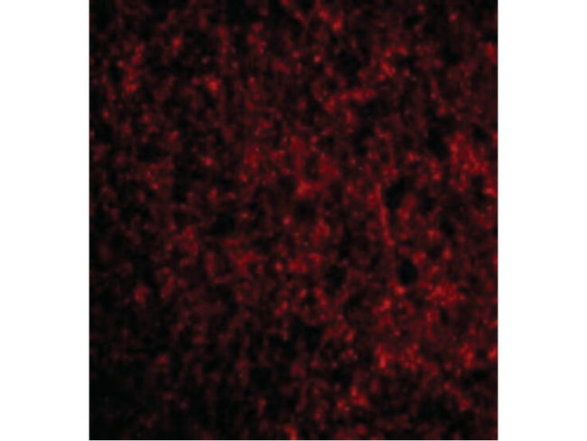 TMP21 Antibody in Immunocytochemistry (ICC/IF)