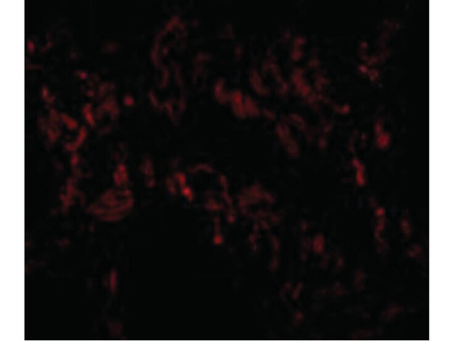TNFAIP3 Antibody in Immunocytochemistry (ICC/IF)