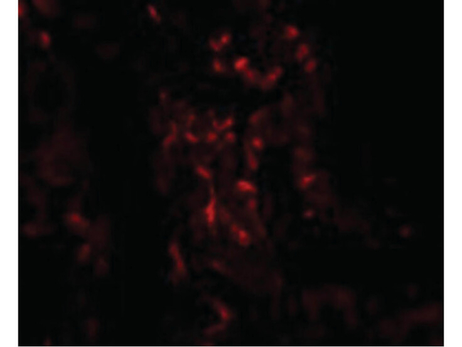 TNFAIP3 Antibody in Immunocytochemistry (ICC/IF)