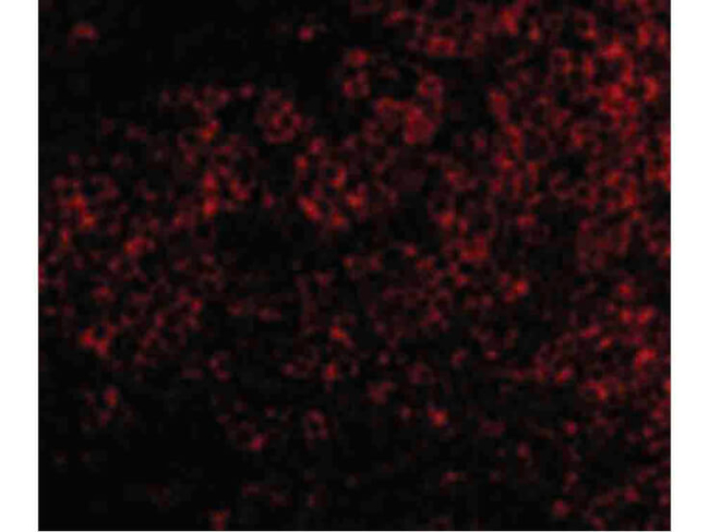 TNFRSF14 Antibody in Immunocytochemistry (ICC/IF)