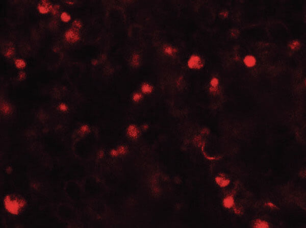 TOPAZ1 Antibody in Immunocytochemistry (ICC/IF)
