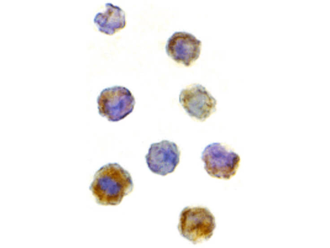 mTOR Antibody in Immunocytochemistry (ICC/IF)